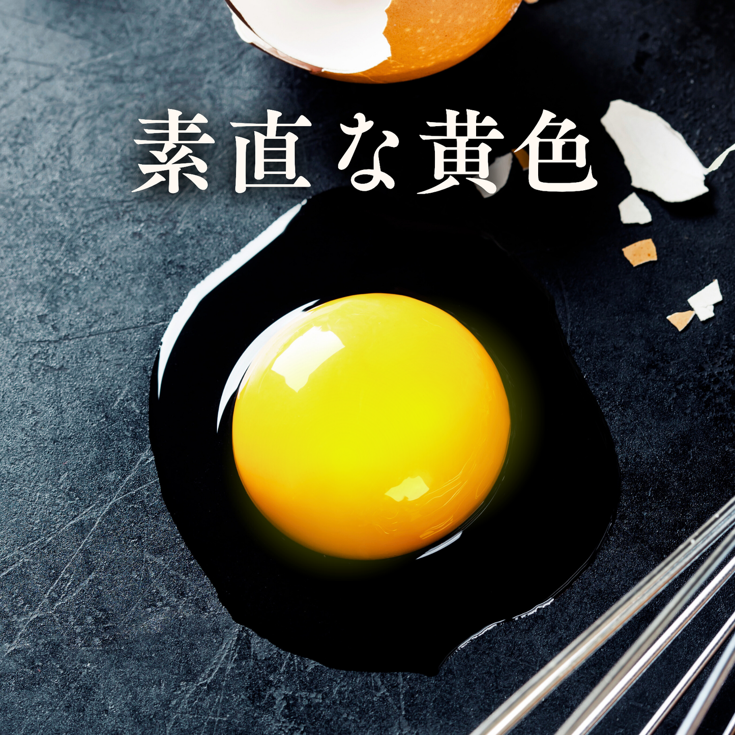 (卵)レギュラープラン